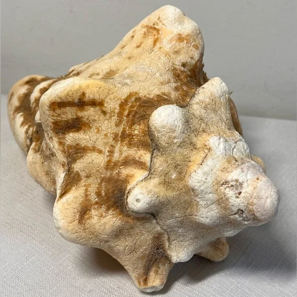 Natural Conch Shell Seashell Decor - Picture 7 of 7